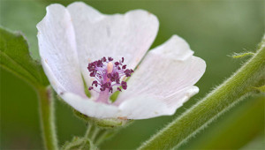 Eibisch - Althaea officinalis Eibisch - Althaea officinalis