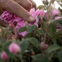 Anteprima: Rosa damascena - Rosa damascena - Raccolta Anteprima: Rosa damascena - Rosa damascena - Raccolta