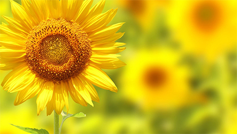 Sonnenblume - Helianthus annuus Sonnenblume - Helianthus annuus
