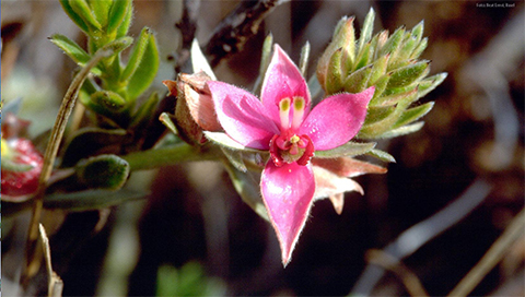 Ratanhia - Krameria triandra