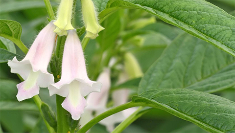 Sesam - Sesamum Indicum Sesam - Sesamum Indicum