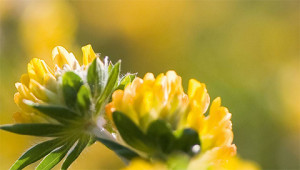 Wundklee - Anthyllis vulneraria Wundklee - Anthyllis vulneraria