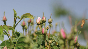 Rose - Rosa ssp. Rose - Rosa ssp.