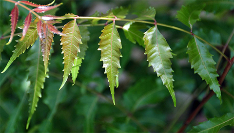 Neem - Azadirachta indica Neem - Azadirachta indica