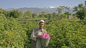Olio essenziale di rosa dall'Afghanistan Dr. Hauschka Olio essenziale di rosa dall'Afghanistan Dr. Hauschka