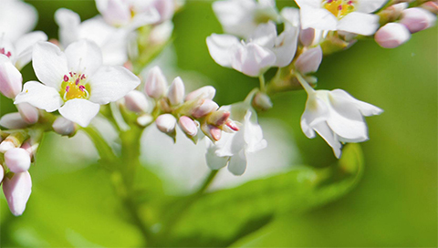 Buchweizen - Polygonum fagopyrum