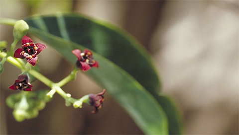 Sandelholz - Santalum album Sandelholz - Santalum album