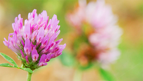 Rotklee - Trifolium pratense Rotklee - Trifolium pratense