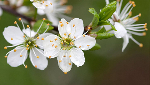 Schlehe - Prunus spinosa Schlehe - Prunus spinosa