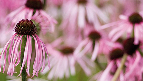 Sonnenhut - Echinacea pallida