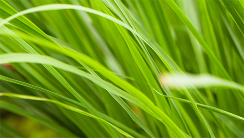 Lemongrass - Cymbopogon citratus Lemongrass - Cymbopogon citratus