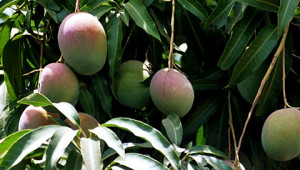 Burro di mango dall'India Dr. Hauschka Burro di mango dall'India Dr. Hauschka