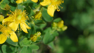 Johanniskraut - Hypericum perforatum Johanniskraut - Hypericum perforatum
