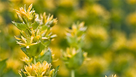 Gelber Enzian - Gentiana lutea Gelber Enzian - Gentiana lutea