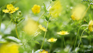Blutwurz - Potentilla officinalis Blutwurz - Potentilla officinalis