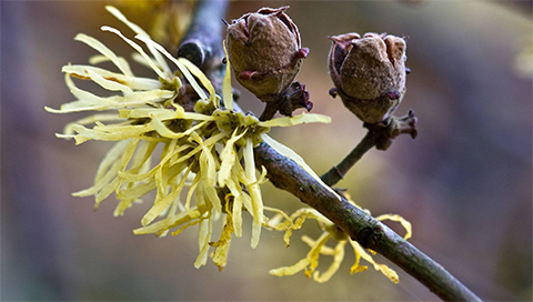 Zaubernuss - Hamamelis virginiana Zaubernuss - Hamamelis virginiana