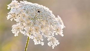 Karotte - Daucus carota Karotte - Daucus carota