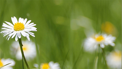 Gänseblümchen - Bellis perennis Gänseblümchen - Bellis perennis