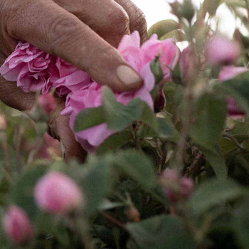 Rosa damascena - Rosa damascena - Raccolta