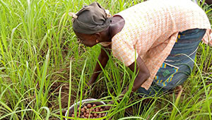 Burro di karité dal Burkina Faso Dr. Hauschka Burro di karité dal Burkina Faso Dr. Hauschka