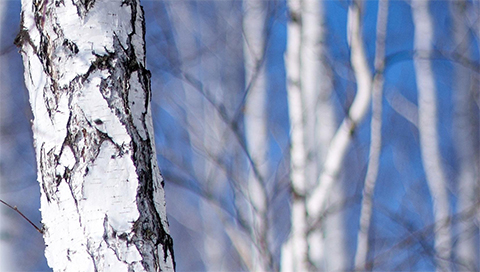 Birke - Betula pendula Birke - Betula pendula
