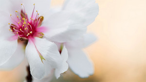 Mandelbaum - Prunus dulcis Mandelbaum - Prunus dulcis