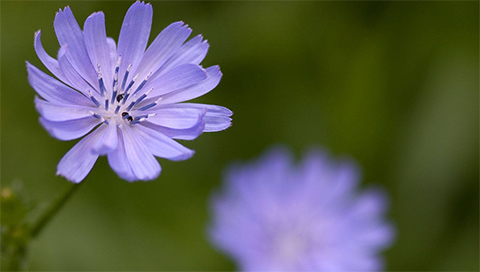 Wegwarte - Cichorium intybus Wegwarte - Cichorium intybus