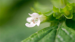 Melisse - Melissa officinalis Melisse - Melissa officinalis
