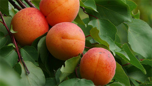 Aprikose - Prunus armeniaca Aprikose - Prunus armeniaca