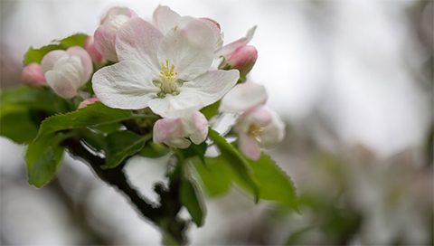Apfel - Malus domestica