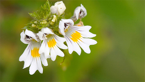 Augentrost - Euphrasia officinalis Augentrost - Euphrasia officinalis