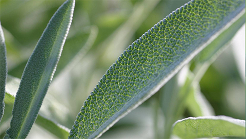 Salbei - Salvia officinalis Salbei - Salvia officinalis