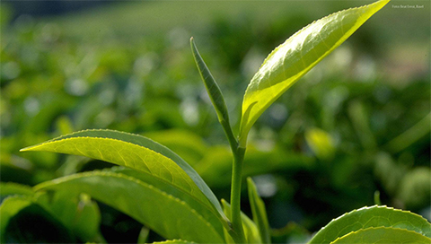 Tee - Camellia sinensis Tee - Camellia sinensis