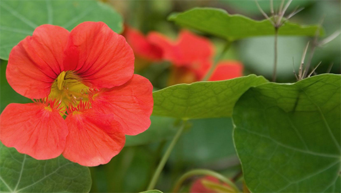 Kapuzinerkresse - Tropaeolum majus Kapuzinerkresse - Tropaeolum majus
