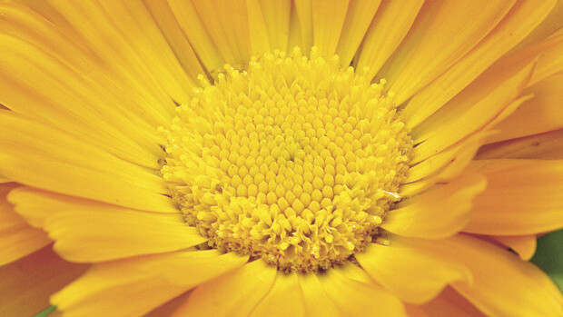Calendula Calendula