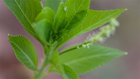 Bingelkraut - Mercurialis perennis Bingelkraut - Mercurialis perennis